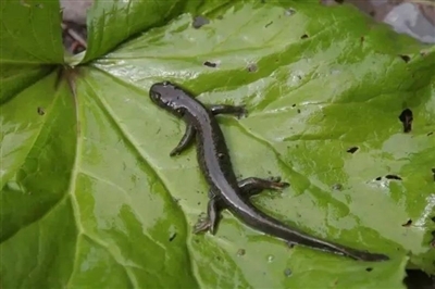 西藏山溪鲵　资料图　图据“甘肃省人民检察院林区分院”