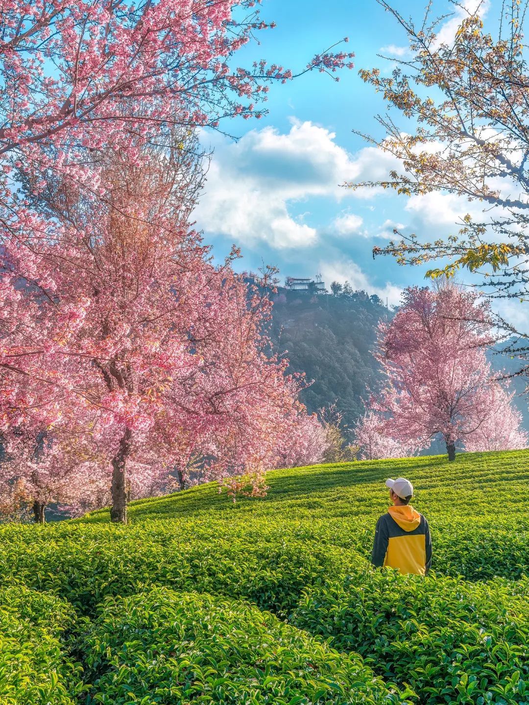 来自马蜂窝用户@江南君z