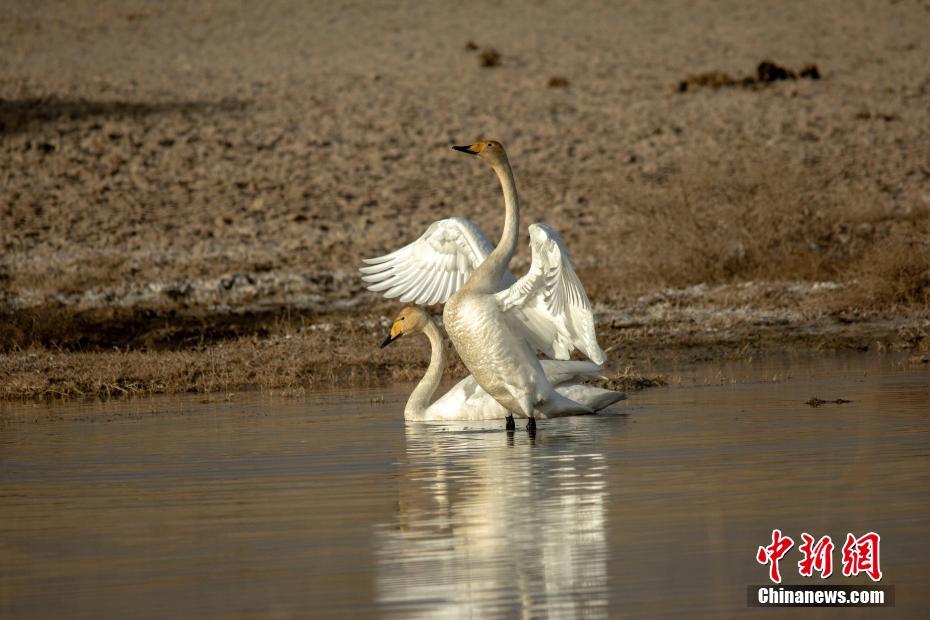 上百只天鹅飞抵柴达木盆地可鲁克湖越冬凤凰网北美