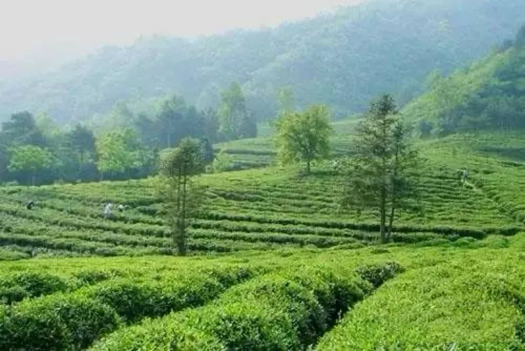 文县马家山茶园