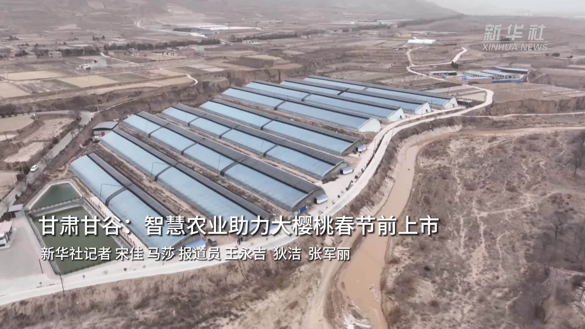 甘肃甘谷：智慧农业助力大樱桃春节前上市