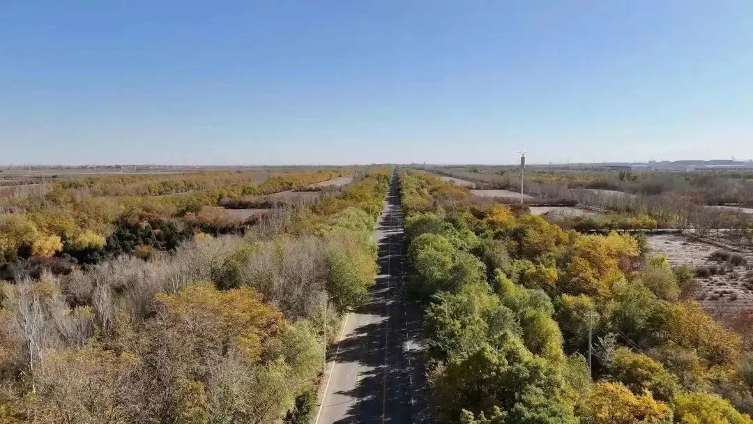 △金昌市区北部防护林