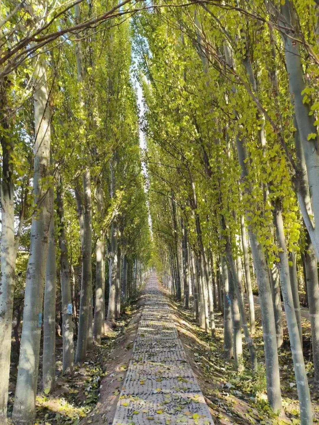 △金昌市区北部防护林牵手林