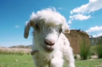 甘肃高山细毛羊为羊肉不膻正名了