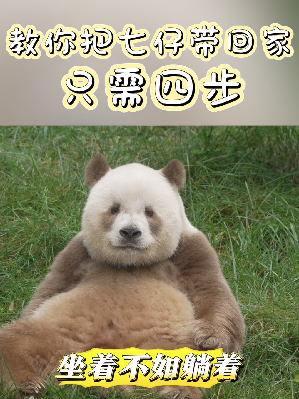 教你把七仔带回家 只需四步#大熊猫七仔_凤凰网视频_凤凰网