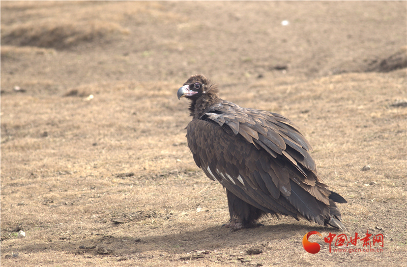 秃鹫　甘南州碌曲县尕海则岔国家级自然保护区