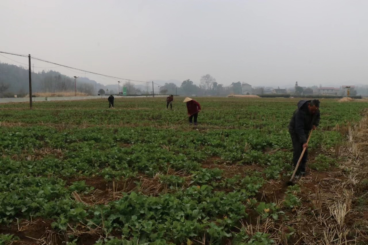 浮梁确保油菜安全过冬