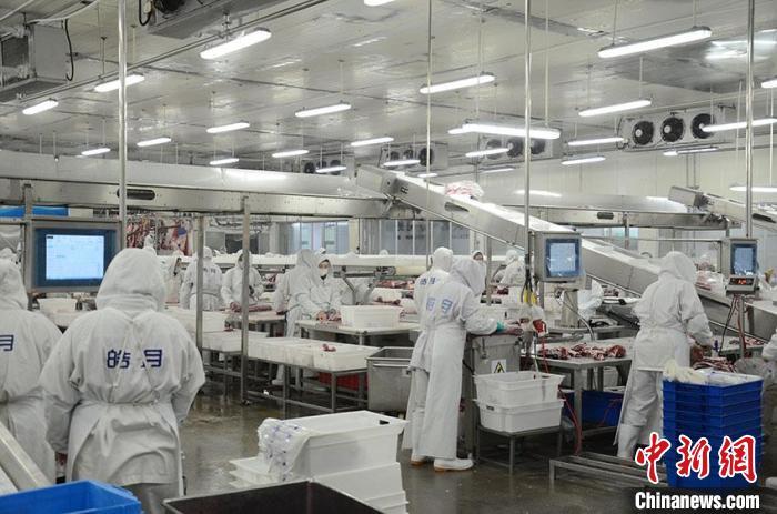 皓月集团肉牛分割生产车间。皓月集团供图