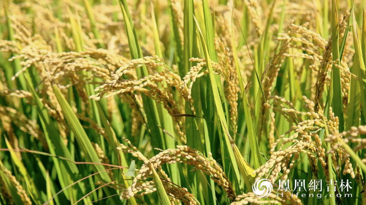 吉林省永吉县万昌镇出产的优质水稻。凤凰网吉林 马宏波/图