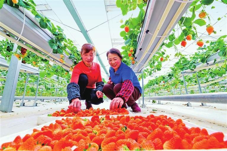 张掖市持续打造高效农业产业园，推动乡村振兴。王将