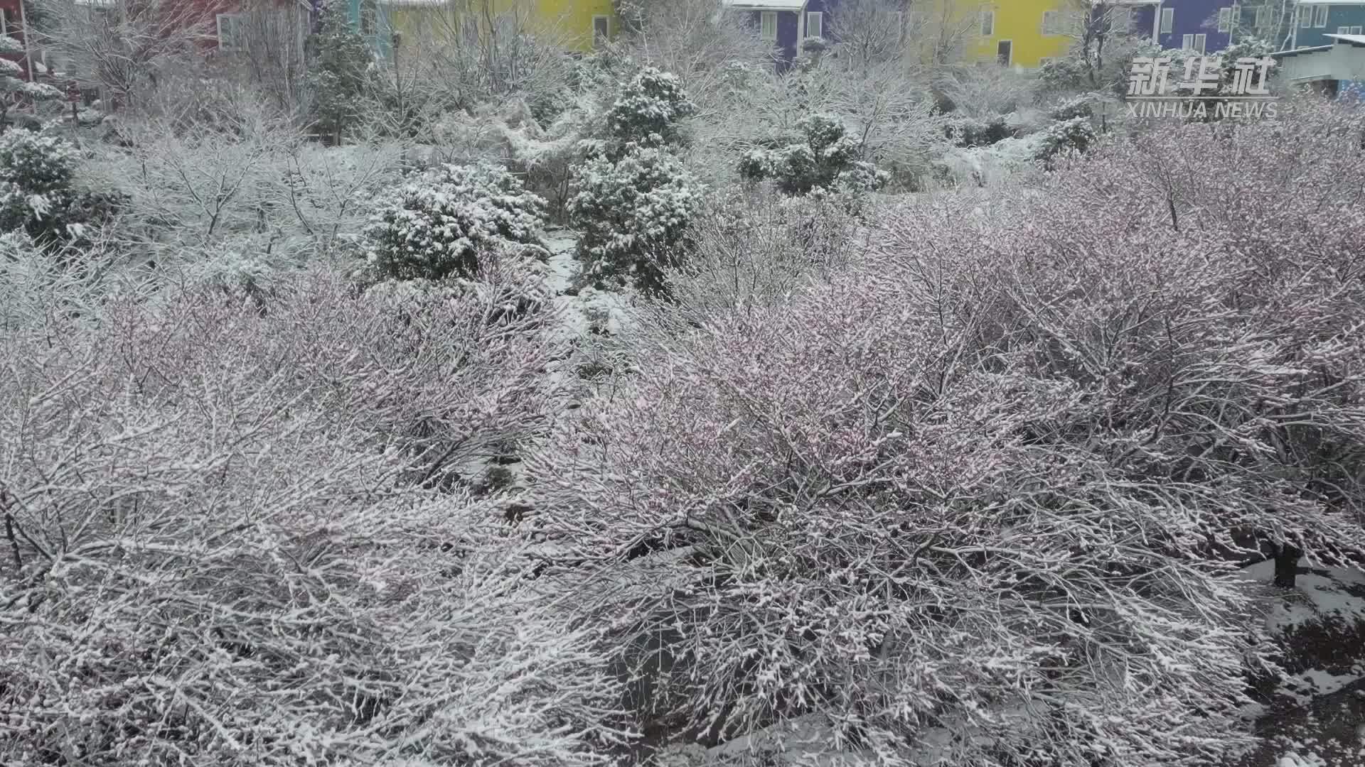 贵州余庆：梅花傲雪美如画  踏雪赏梅寻冬韵