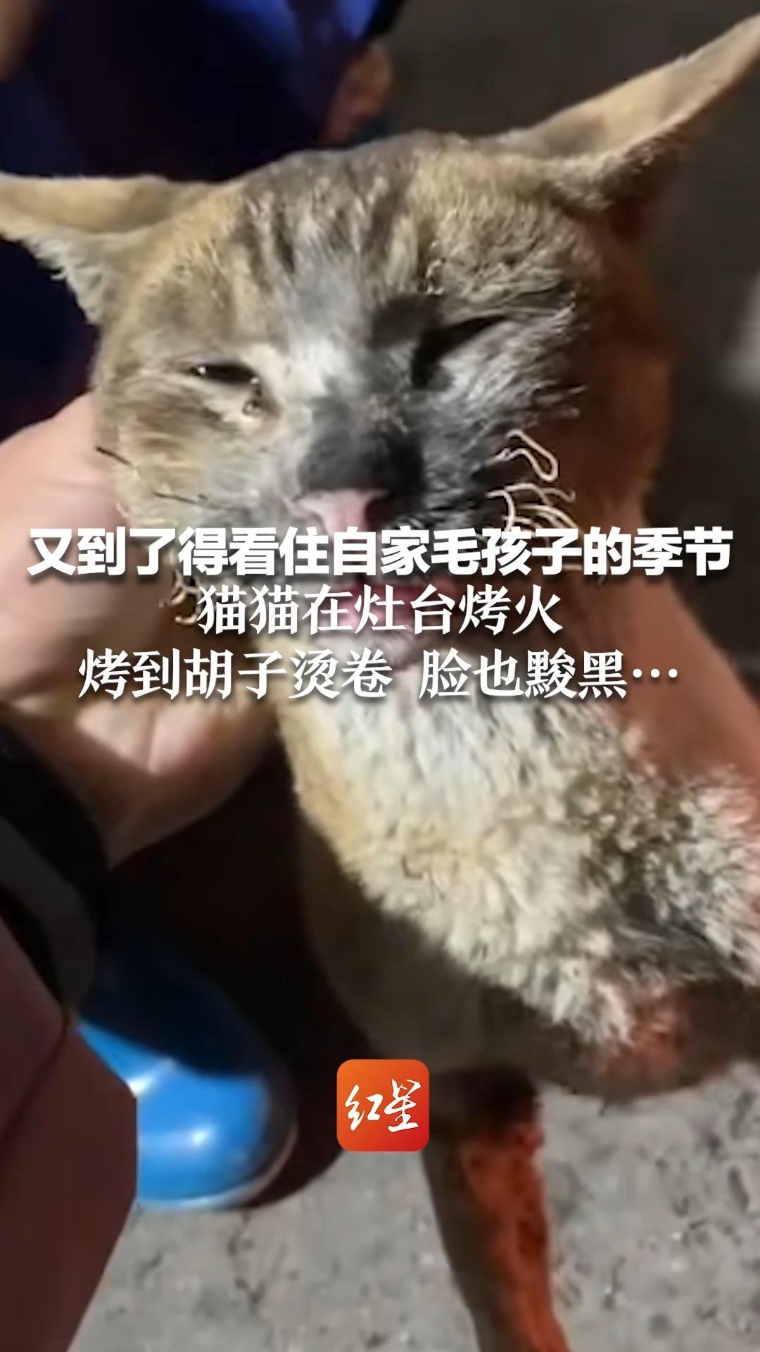 又到了得看住自家毛孩子的季节 猫猫在灶台烤火 烤到胡子烫卷 脸也黢黑…