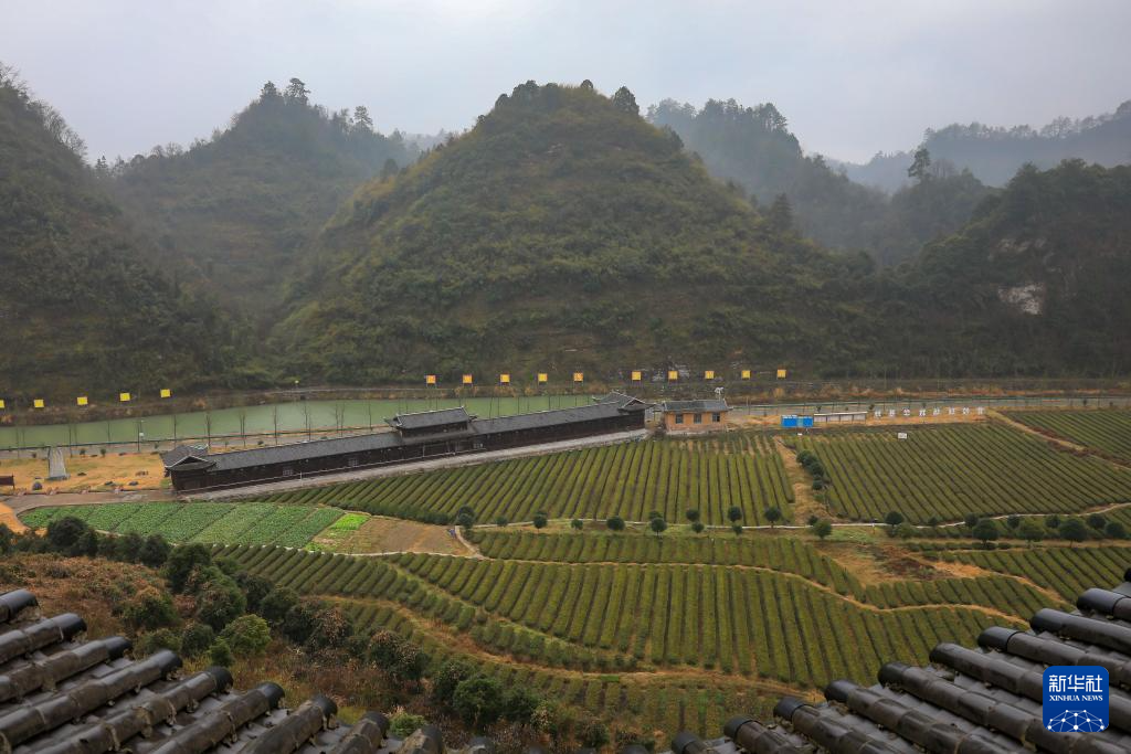 这是在湖南省沅陵县官庄镇界亭驿村拍摄的茶旅观光园一景(1月17日摄).