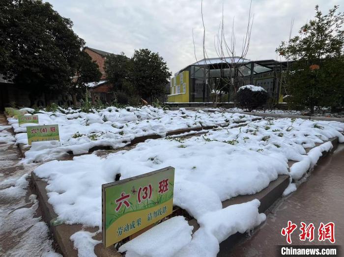 南昌市青山湖区胡家小学在校园内开辟了占地数亩的“百草园”，种植瓜果蔬菜和中药材，全校36个班级，每个班级都有自己的“自留地”。王剑 摄