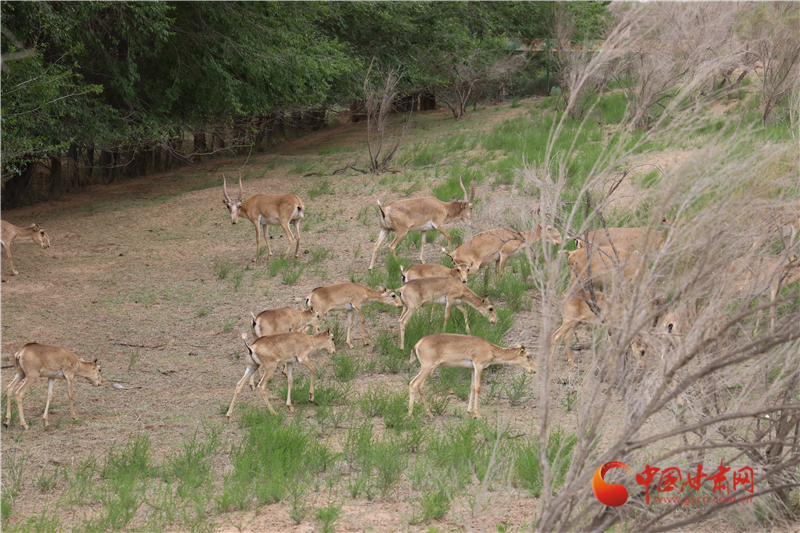 赛加羚羊　武威市凉州区　甘肃濒危动物保护中心