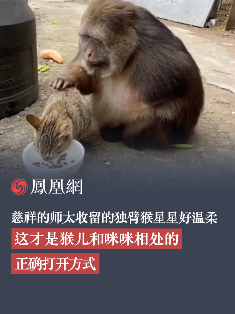 慈祥的师太收养的独臂猴星星好温柔！猴儿和猫猫相处的正确打开方式#独臂猴 #猫咪 #动物_凤凰网视频_凤凰网