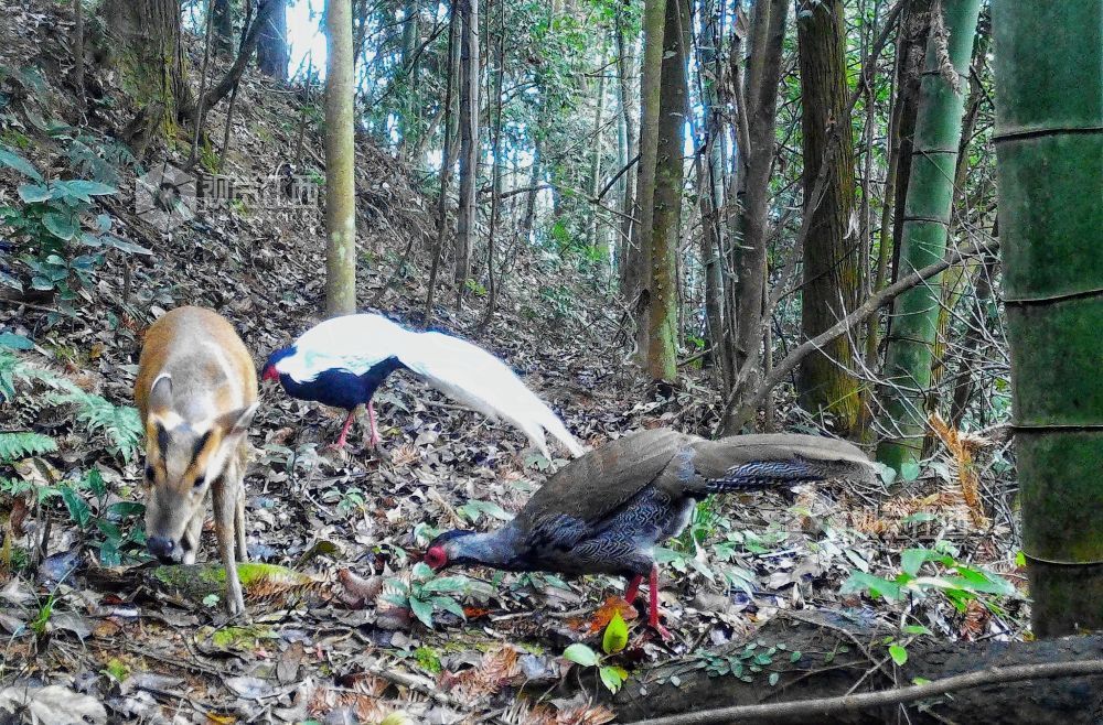 江西分宜雌雄白鷳與黃麂和諧同框