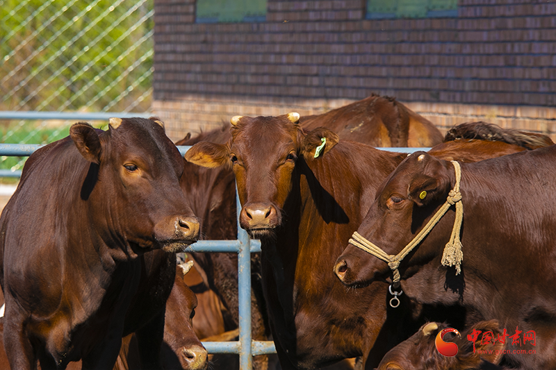 金融“活水”浇灌解难题　崇信牛产业越来越“牛”
