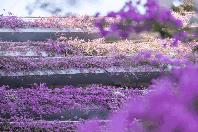 图源：美丽深圳