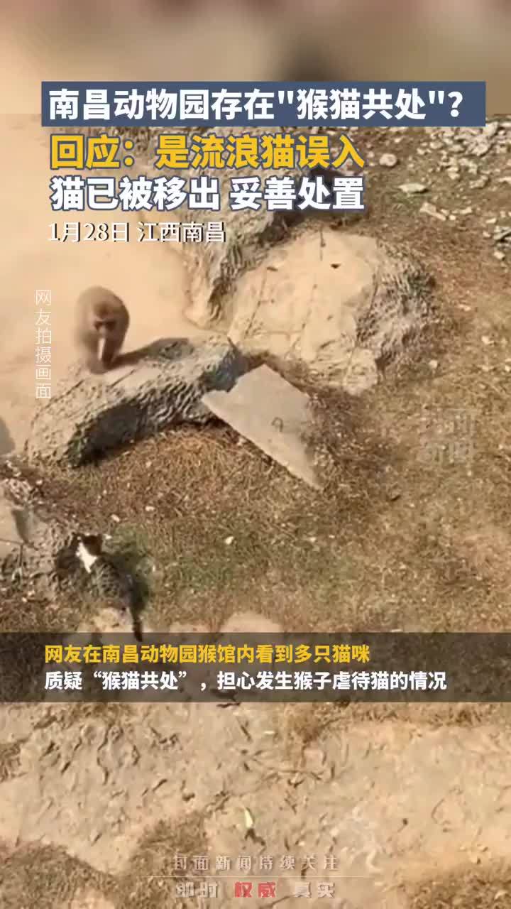 南昌动物园存在“猴猫共处”？回应：是流浪猫误入，猫已被移出，妥善处置