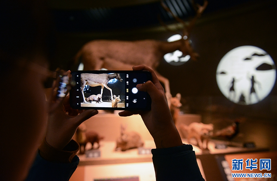 1月25日,河南省漯河市舞阳县贾湖遗址博物馆,游客在拍摄展品。