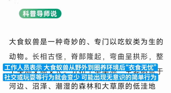 食蚁兽来回转圈游客担忧出现刻板行为 武汉动物园回应