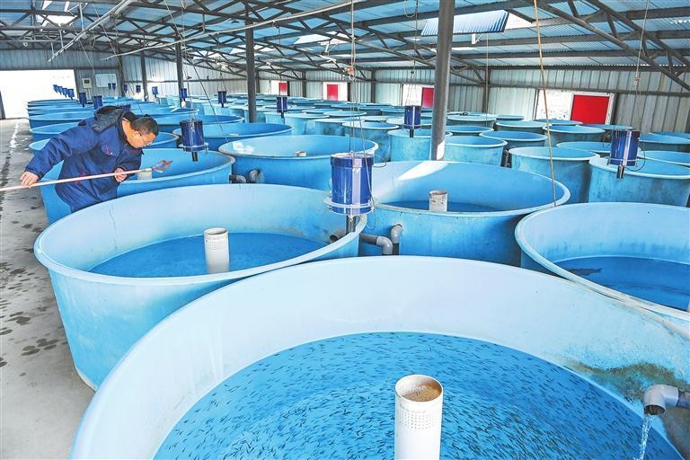 工作人员正在查看鱼苗生长情况