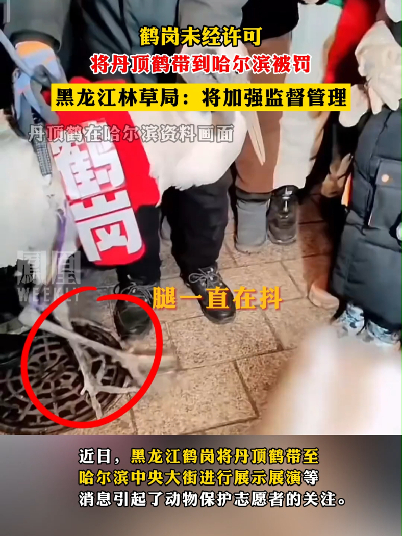 鹤岗未经许可将丹顶鹤带到哈尔滨被罚 #鹤岗 #丹顶鹤