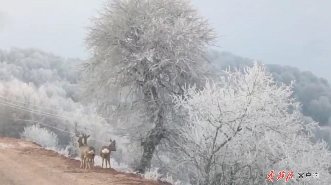 三只梅花鹿闯入挂霜松树林 好一幅唯美“油画”