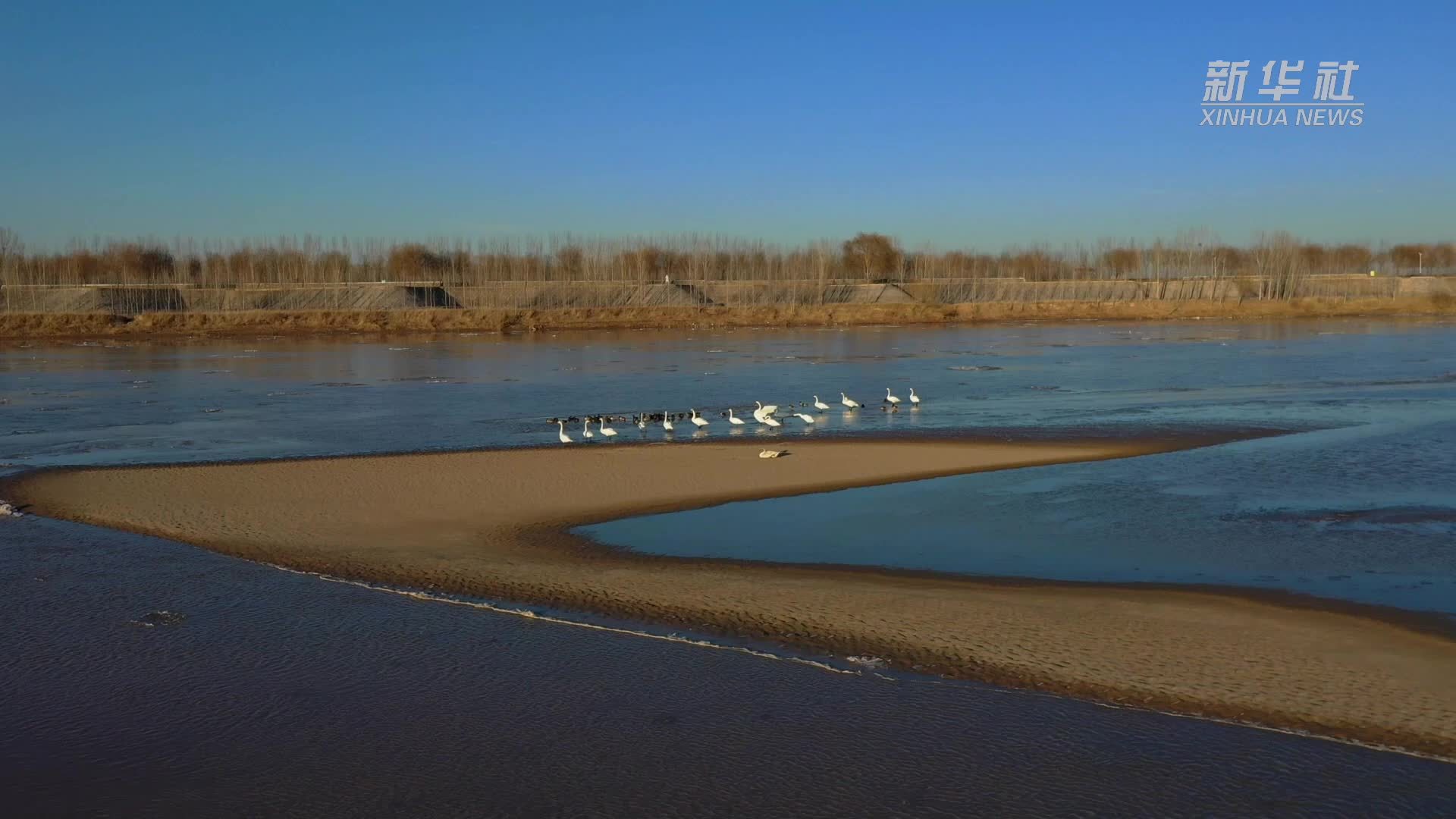 山东淄博:水鸟舞动黄河岸_凤凰网视频_凤凰网