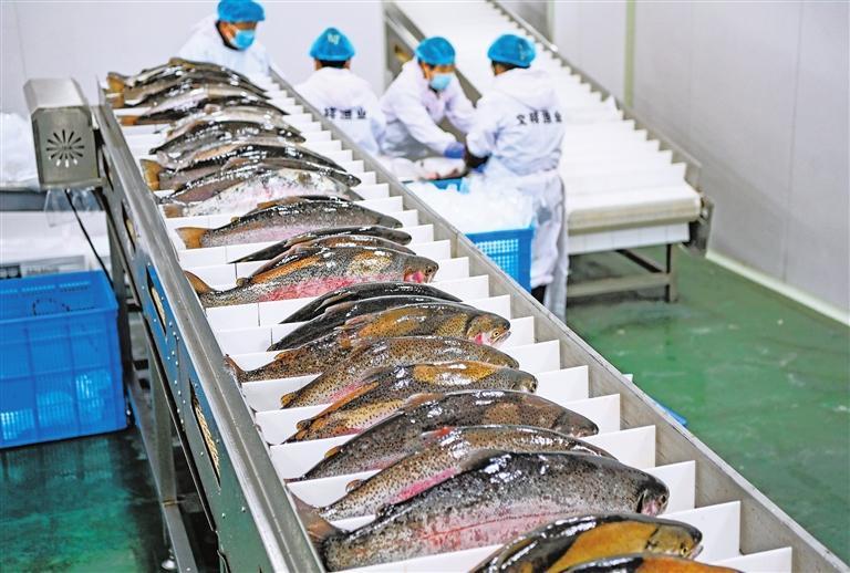 正在进行虹鳟鱼加工