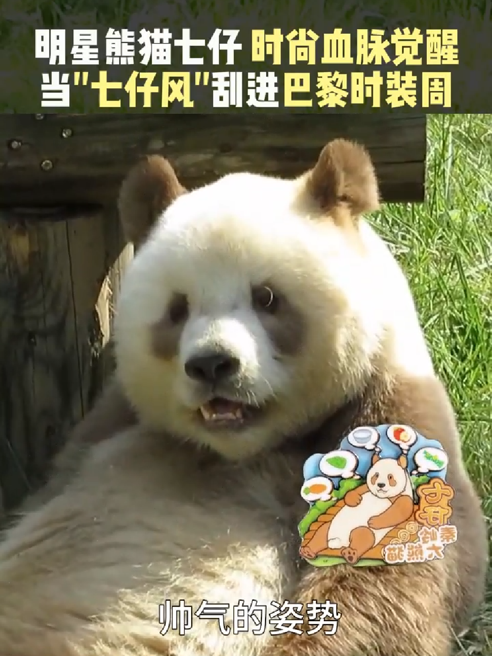 明星熊猫七仔 时尚血脉觉醒 当“七仔风”刮进巴黎时装周#大熊猫七仔 #我们和它们_凤凰网视频_凤凰网