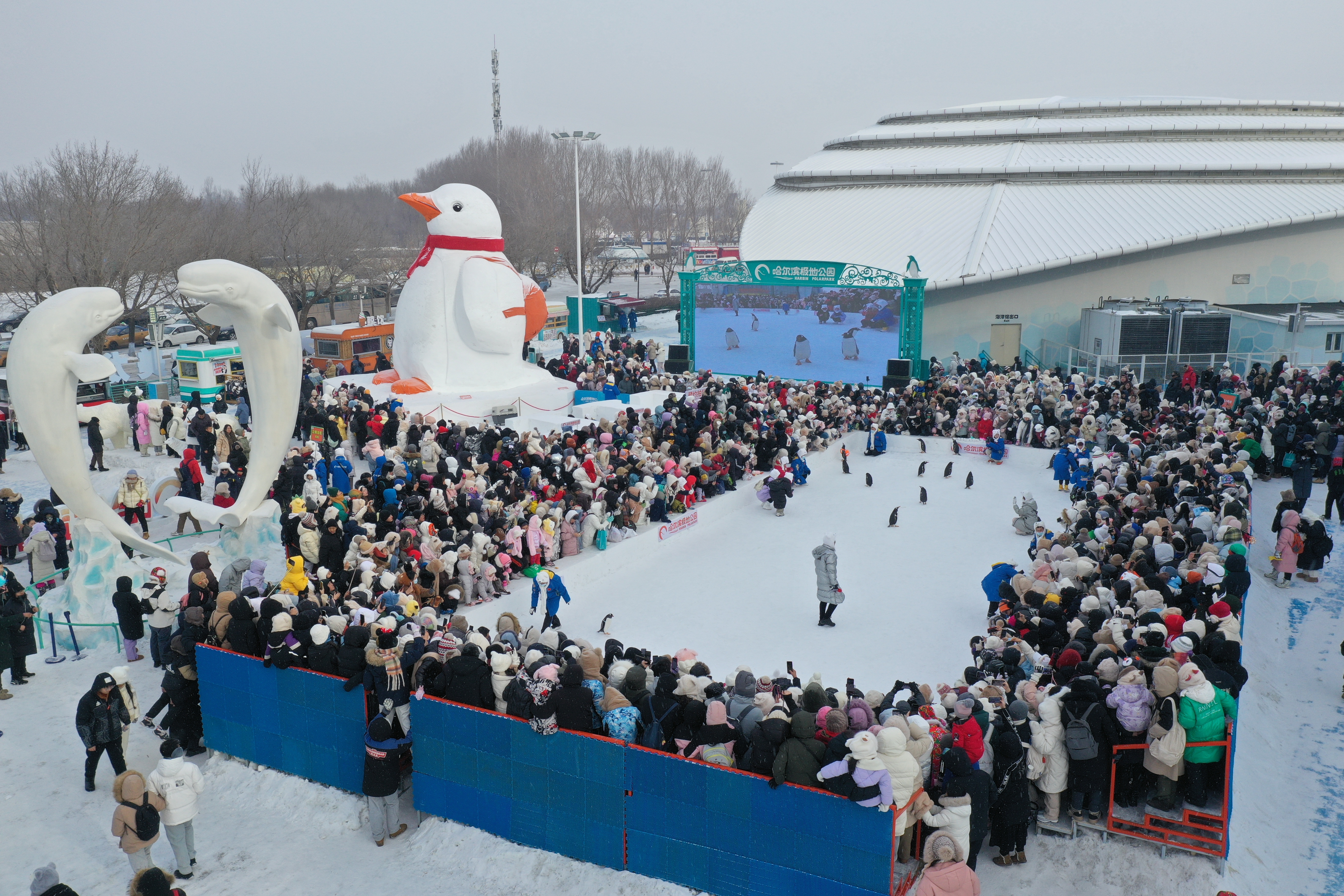 “淘学企鹅”文创荣获金奖 为尔滨旅游贡献“鹅流量”