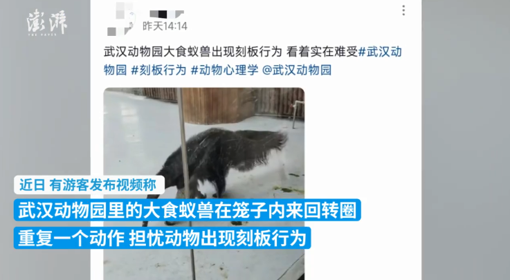 食蚁兽来回转圈游客担忧出现刻板行为 武汉动物园回应