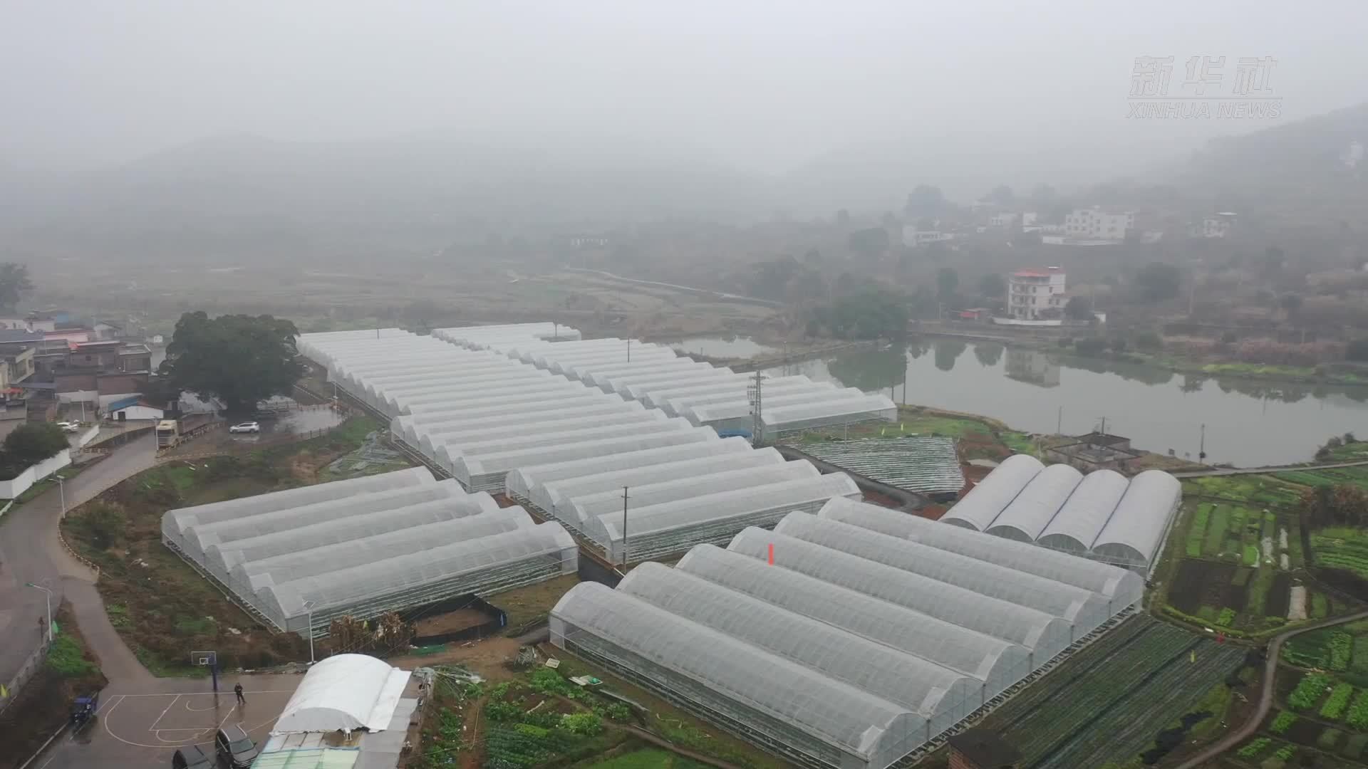 山沟里草莓飘香 撂荒地化身甜蜜园