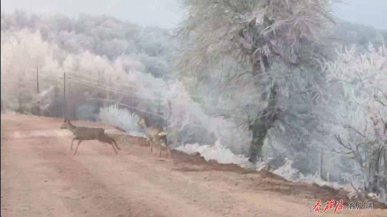 三只梅花鹿闯入挂霜松树林 好一幅唯美“油画”