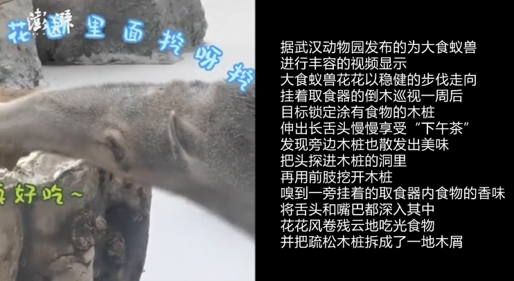 食蚁兽来回转圈游客担忧出现刻板行为 武汉动物园回应