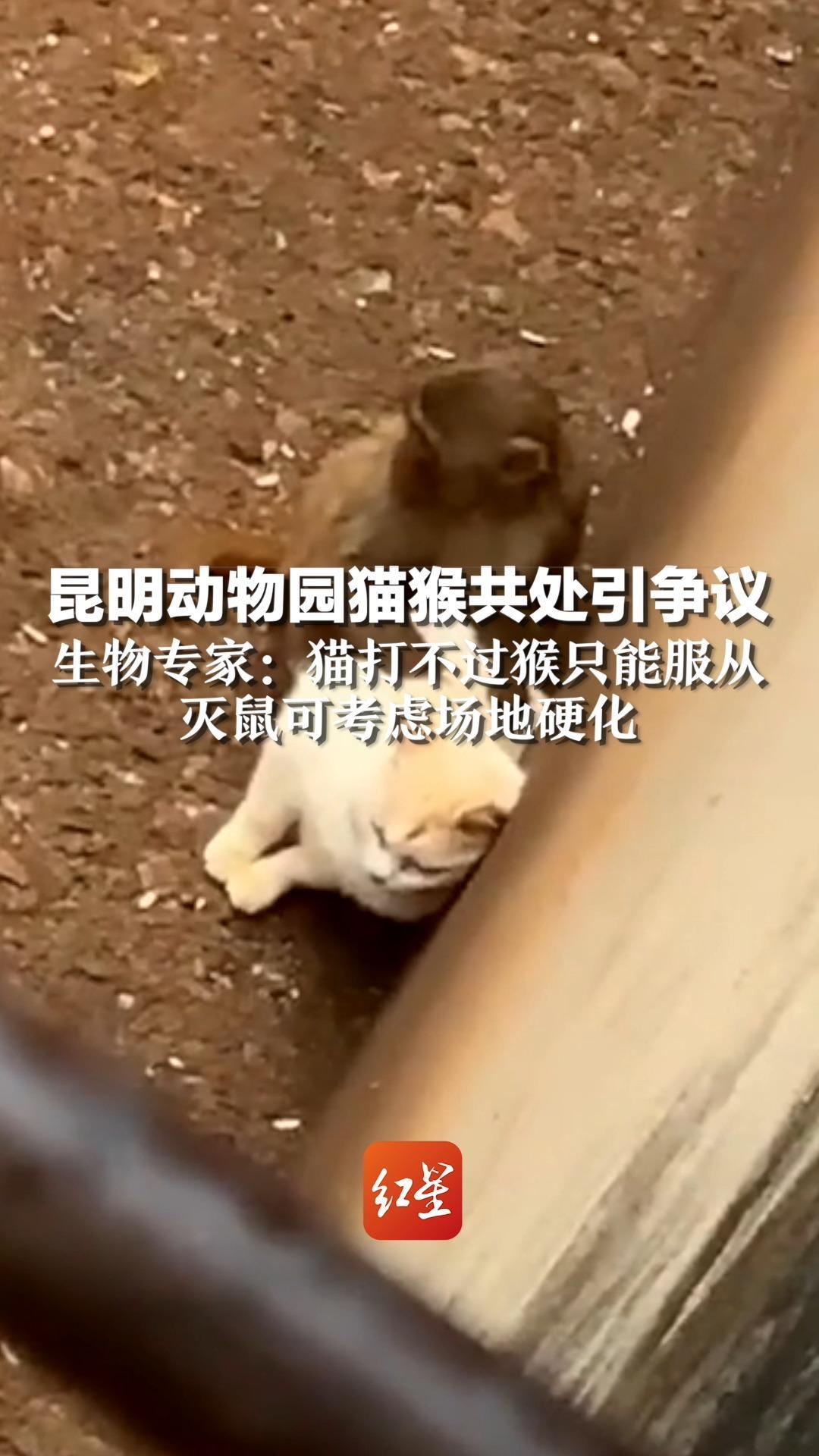 昆明动物园猫猴共处引争议，生物专家：猫打不过猴只能服从，灭鼠可考虑场地硬化_凤凰网视频_凤凰网