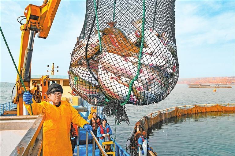 捕捞平台捕捞虹鳟鱼