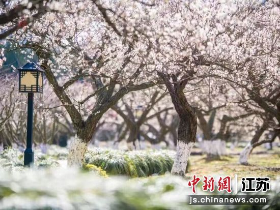 苏州白马涧龙池景区梅花正盛开 白马涧龙池景区供图