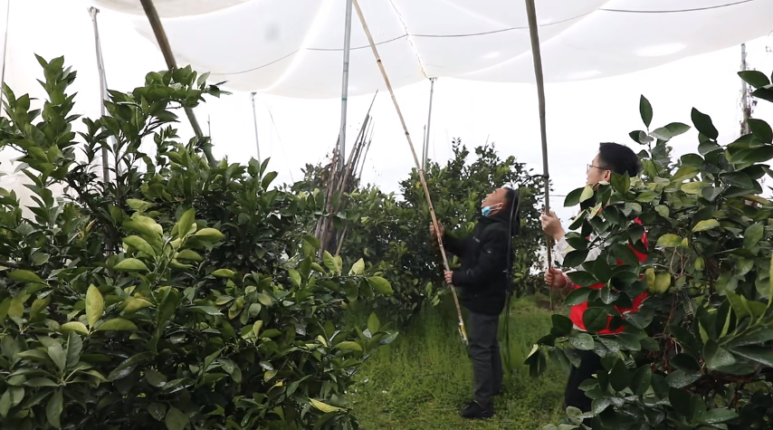 养鸭厂鸭粪直排 吉水县八都镇长龙村村民投诉：河水被污染