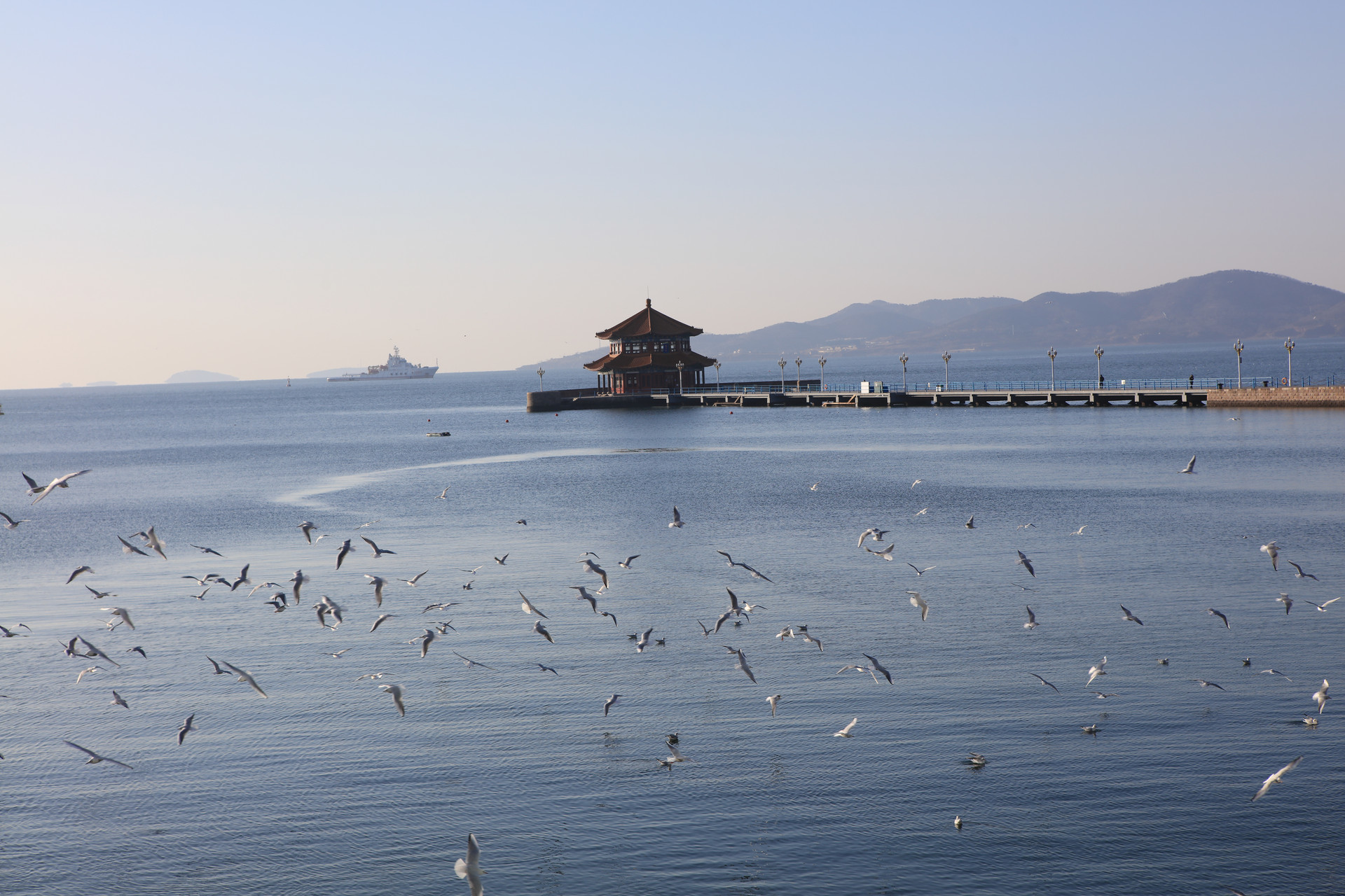 “流量”变成“留量” 在市南区几处场所和海鸥相遇