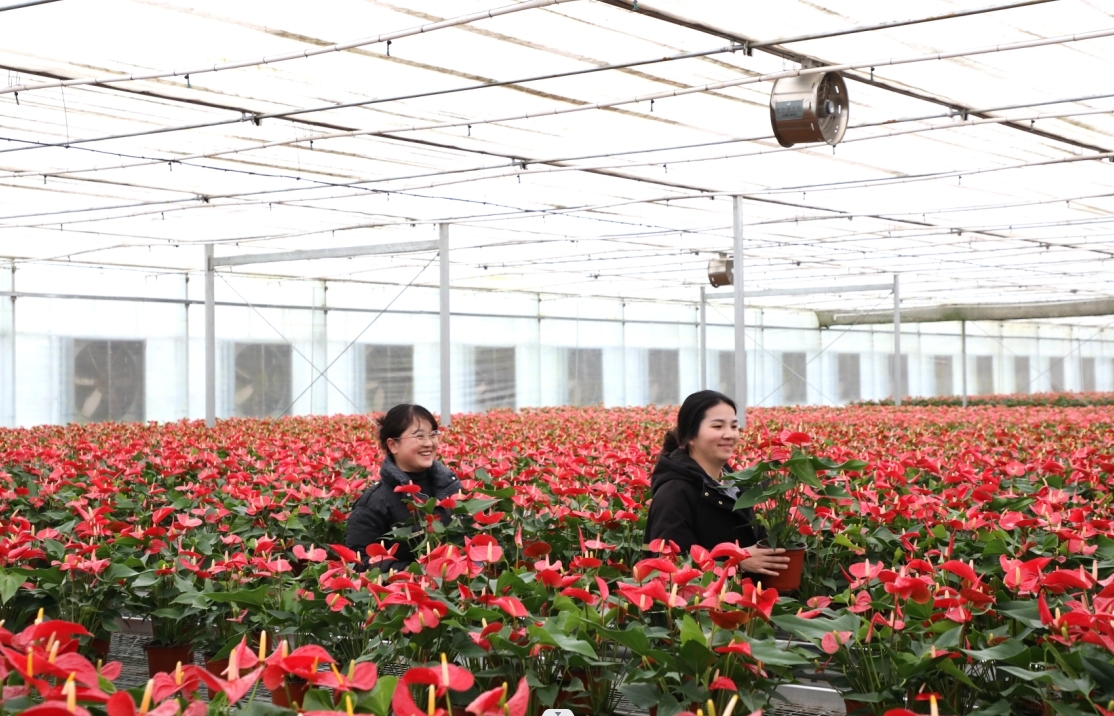 九江彭泽县:“花卉经济”产销旺