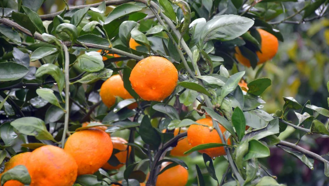 养鸭厂鸭粪直排 吉水县八都镇长龙村村民投诉：河水被污染