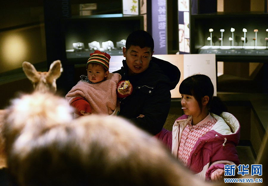 1月25日,河南省漯河市舞阳县贾湖遗址博物馆,游客在参观展品。