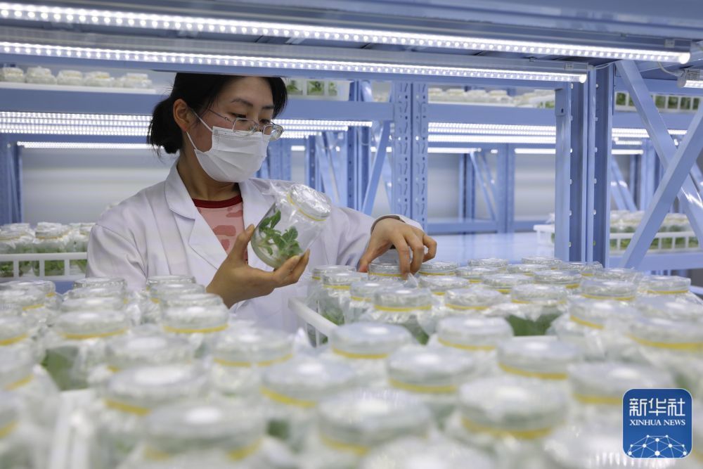 2023年3月24日，焦作市温县农科所工作人员在怀药组织培养中心观察怀药脱毒苗长势。(徐宏星 摄)