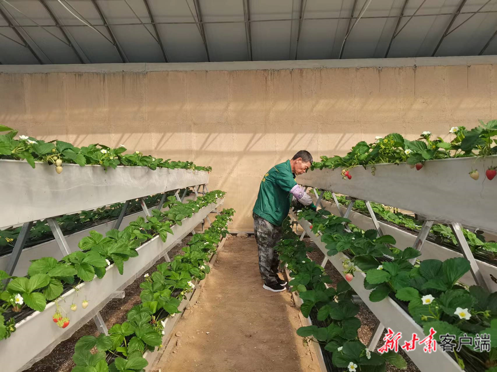 兰州新区现代农业示范园的草莓熟了