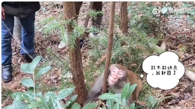 宣城宣州区：猕猴被困树林被救援时打瞌睡