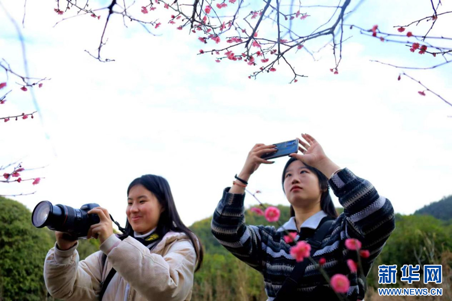 游客在全南县南迳镇黄云村梅园内赏梅花。新华网发 尹其奇 摄