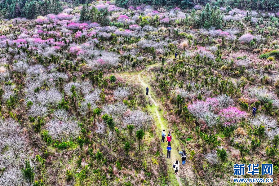 梅花盛开,暗香浮动,为冬日增添了一抹亮色。新华网发 刘大钊 摄